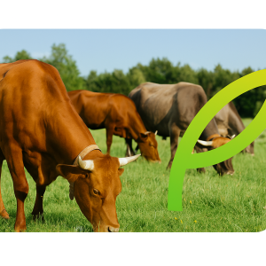 Comment prendre soin des vaches pour obtenir une viande de meilleure qualité