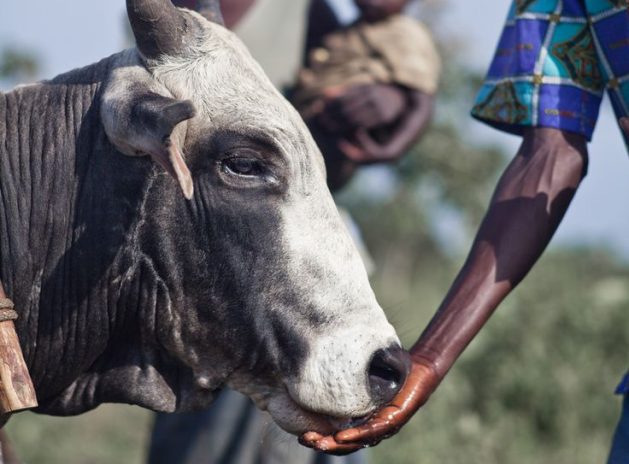 In Northern Uganda women work on farms to provide for their families_ Our Ox Plow Project helps them to be more successful and sustainable farmers