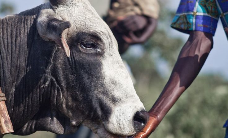 In Northern Uganda women work on farms to provide for their families_ Our Ox Plow Project helps them to be more successful and sustainable farmers