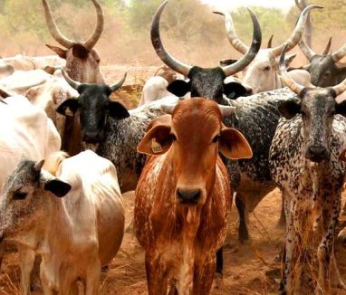 Ethiopia has largest number of livestock in Africa - census