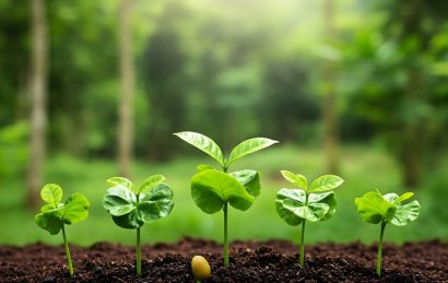 Young green plant